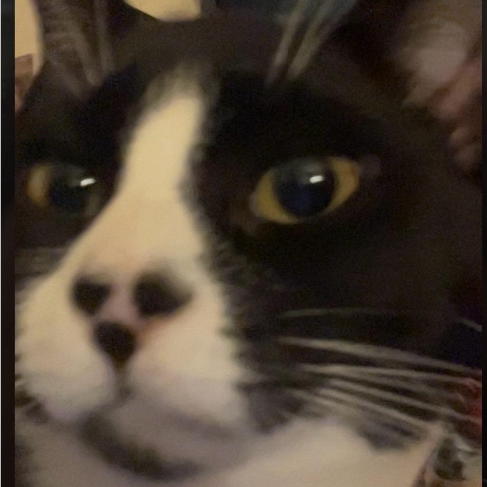 Meet your Posher, Xama